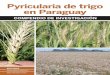 Pyricularia de trigo en Paraguay · de trigo es principalmente una enfermedad de espiga. Sin embargo, bajo ciertas condiciones, puede producir lesiones en todas las partes de la planta
