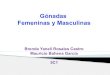Gónadas Femeninas y Masculinass4f1d769cf586f6c7.jimcontent.com/download/version...Gametogénesis • Es la formación de gametos por medio de la meiosis a partir de células germinales