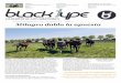 Milagro dobla la apuesta - La Revista de los Campeonesblacktypemagazine.com/wp-content/uploads/2019/08/... · epicentro del turf español. Ese día, Dehesa de Milagro, la yeguada