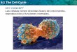 KEY CONCEPT Las células tienen distintas fases de ...celular y de su contenido. - Durante la mitosis, la membrana nuclear se disuelve, el ADN duplicado se condensa alrededor de proteínas