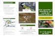 Mallarenga carbonera Vols aprendre a Vols aprendre a (Parus … · 6 i 7 de maig 6 i 7 de maig de 2016de 2016 Vols aprendre a Vols aprendre a identificar els identificar els ocells