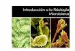 Introducción a la Fisiología Microbianadepa.fquim.unam.mx/amyd/archivero/U1_Introduccion... · Introduccion Fisiologia Microbiana Author: Ruth Martin Created Date: 3/14/2011 5:47:45