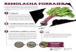 REMOLACHA FORRAJERA - gob.mx · remolacha, con raíces carnosas, y la acelga, con hojas grandes, anchas y rugosas, de color verde oscuro y brillante; pecíolo largo, grueso y acanalado