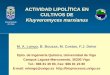 New ACTIVIDAD LIPOLÍTICA EN CULTIVOS DE · 2011. 5. 11. · ACTIVIDAD LIPOLÍTICA EN CULTIVOS DE Kluyveromyces marxianus Universidade de Vigo M. A. Longo, B. Bouzas, M. Costas, F.J