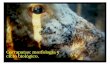 Garrapatas: morfología y ciclo biológico.helminto.inta.gob.ar/Alumnos/Garrapatas 2012.pdf · La transición de larvas a ninfas y de ninfas a adultos se lleva a cabo mediante metamorfosis