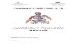 anatomofisiohumanaespacioshome.files.wordpress.com…  · Web viewParticipa en la reabsorción de electrolitos. Formación de la orina. Para producir orina, las nefronas y los túbulos