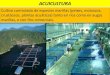 ACUICULTURA - xeoberto.files.wordpress.com · ACUICULTURA Cultivo controlado de especies mariñas (peixes, moluscos, crustáceos, plantas acuáticas) tanto en ríos coma en augas