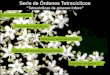 Serie de Órdenes Tetracíclicos · Viburnum opulus “Bola de nieve” –Viejo Mundo Sambucus nigra “Sauco europeo” –Europa, Asia y África Caprifoliáceas: hojas sin estípulas