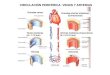 CIRCULACIÓN PERIFÉRICA: VENAS Y ARTERIAS...PRESIONES EN EL SISTEMA CIRCULATORIO Presión de pulso Capacidad amortiguadora del pulso de presión por las grandes arterias Distensión