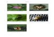 Fig. A.1: Acrocassis roseomarginata Fig. A.2: Aspidimorpha ... · Fig. A.10: River side habitat (Lola) with the microhabitats „open sun“, „grass sun“ and „shrub sun“