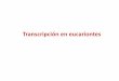 Transcripción en eucariontes - UNAMdepa.fquim.unam.mx/amyd/archivero/Clase15_23349.pdf · 2013. 4. 9. · Factores Basales de transcripción Clase II (TFII) TFIID: TBP (proteína