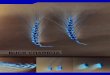 BUCK CHARRÚA · BUCK CHARRÚA Obtentor: BUCK SEMILLAS Origen: Argentina Características Pigmentación antociánica del coleptile Nula o muy débil Largo del coleoptile 5,3 cm Color