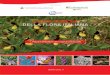 della Flora italiana - Regional Red List | A focal point ......biodiversità e biosussistenza furono in seguito pubblicati proprio a Palermo (Valdes et al. 1997), dopo l’anticipazione