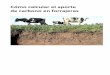 Cómo calcular el aporte de carbono en forrajeras€¦ · En los agroecosistemas, el ingreso de carbono al suelo depende de la proporción de la productividad vegetal que permanece