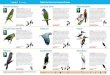 Celebra las Aves en La Amazonía Peruana Pihuicho Ala Blanca … · 2019. 10. 15. · Celebra las Aves en La Amazonía Peruana Tipo de alimento: Insectos y otros artrópodos Polluelos