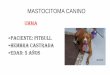 MASTOCITOMA CANINO GRADO II · 2017. 11. 17. · mastocitoma canino diagnostico: mastocitoma grado ii tratamiento: dos etapa: primera etapa: ( no consentimiento qururgico del propietario)