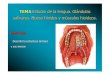 Lengua, salivares Hueso hioides - WordPress.com€¦ · TEMA Estudio de la lengua. Glándulas salivares. Hueso hioides y músculos hioideos. Estudio de la lengua. Glándulas salivares