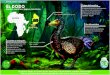 Se alimentaba...EL DODO Nombre científico: Raphus cucullatus Animales extintos - Mayo 2018 El pájaro dodo, así como otras aves del océano Índico, estaba relacionada con las palomas