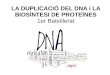 LA DUPLICACIÓ DEL DNA i LA BIOSÍNTESI DE PROTEÏNEScosmolinux.no-ip.org/.../Unitat10_Duplicacio_DNA_mecanismes_NOU.pdf · 2. La DNA pol III afegeix nucleòtids de DNA al "primer"