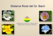 Sistema floral del Dr. Bach · 2018. 9. 25. · Punt de partida El Dr. Edward Bach (1886-1936) és el creador del sistema floral que duu el seu nom i qui proposa: 1) Bases filosòfiques