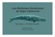 Las ballenas amistosas de Baja California Presentation...Los parientes más cercanos son los delfines que incluyen las orcas y delfines. \爀屮Hay dos poblaciones: la ballena gris