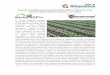 Paquete tecnológico BactoCROP y Trichonator para brócoli³coli.pdf · Paquete tecnológico para el empleo de BactoCROP y Trichonator en el cultivo de brócoli (Brassica oleracea