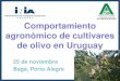 Comportamiento agronómico de cultivares de olivo en Uruguay · tanto en el Sur como en el Norte del país. Barnea no es apta para nuestras condiciones edafoclimáticas debido a la
