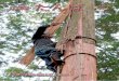 kouhou tamba · 皮葺」。丹波市が世界に誇る、伝統の屋根葺き技法です。 樹齢 80年以上の檜 ひのき から樹皮を剥ぎ、屋根に1枚1枚丁寧に重ね、優美で力強い曲線を描く。