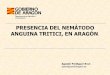 PRESENCIA DEL NEMÁTODO ANGUINA TRITICI, EN ARAGÓN Tritici.pdf · nemátodo Anguina tritici en todas las localidades estudiadas y en todas las variantes, sea el factor decisivo en