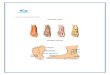 1 ANATOMIA... · Web viewEstructuras hechas de tejido óseo (un tejido conectivo especializado) que se unen entre sí formando articulaciones por medio de los ligamentos. Los huesos