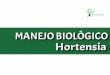 New MANEJO BIOLÓGICO Hortensia - Ideas Biologicas · 2017. 9. 5. · aplicado el producto. Tiene viabilidad su utilización si la cochi-nilla se presenta en forma focalizada. Este