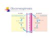 New Gluconeogénesis - alumnosmedicinaunahvs · 2012. 3. 27. · mientras que la reacción inversa de la glucolisis seria : 2 Piruvato + 2 ATP + 2 NADH + 2 H 2 O Glucosa + 2 ADP +