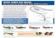 Aviso sobre los peces de la parte baja del Río WillametteLos peces migratorios, que incluyen el salmón, la trucha cabeza de acero (steelhead) y el sábalo (shad), NO están incluidos