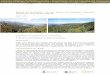 Boscos de la Molina i de les Serres de Salteguet, Paborde, … i informes/Cat… · les dues millors poblacions de la península ibèrica de llangardaix pirinenc (Lacerta agilis)