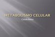 Catabolismo - webgarden4d4044eb33bc1.pdf.upl... · Catabolismo . Los catabolismos de glúcidos, lípidos y proteínas, tienen un punto de encuentro en la molécula de acetil-CoA,
