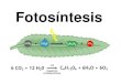 Fotosíntesis - bio-student.weebly.com · Reacciones de la fotosíntesis •La reacción lumínica: depende de la luz y ocurre en los tilacoides. •El Ciclo de Calvin: independiente