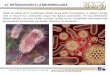 01. INTRODUCCIÓN A LA MICROBIOLOGÍAdepa.fquim.unam.mx/microbio/1410MG-06/T-Presentaciones/Tema01/T… · El estudio de los microorganismos se puede dividir de acuerdo a los grupos