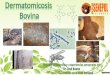 Presentación de PowerPoint - Asosenepol – Colombiaasosenepolcolombia.com/portal2/wp-content/archivos/dermatomico… · Las micosis superficiales comunes en los bovinos se deben