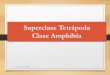 Superclase Tetrápoda Clase Amphibia€¦ · metamorfosis. Dra. Vanessa V. Valdés S. 6. Dra. Vanessa V. Valdés S. 7. Dra. Vanessa V. Valdés S. 8. Clasificación •La clase de
