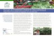 Resumen de investigación: Cadena de valor y potencial de ...€¦ · Baja Verapaz, Izabal, Escuintla y Chiquimula. Cuatro variedades de chaya se cultivan en Guatemala, y son Estrella,