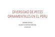 DIVERSIDAD DE PECES ORNAMENTALES EN EL PERUgenesperu.minam.gob.pe/wp-content/uploads/2016/09/02-Div-Peces.… · hábitos especiales y que son capaces de ser adaptados a los acuarios