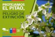 EL PITAO, - CONAF · FOLLETO DIGITAL PARA DIFUSIÓN DEL PITAO, EN LA REGION DE LA ARAUCANIA Corporación Nacional Forestal CONAF Hábitat: El Pitao corresponde a una especie que se