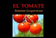 EL TOMATE - WordPress.com · El tomate puede ser del tamaño de una cereza hasta enromes frutos de hasta 750 gr. La mayoría son rojos, pero también los hay en amarillo, naranja