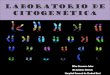 Laboratorio de Citogenética©tica.pdfIntroducción Alrededor 20.000 anomalías cromosómicas Raras, pero contribuyen a la morbilidad y mortalidad humanas Son la causa: Gran proporción