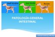 PATOLOGÍA(GENERAL( INTESTINAL(histolab.com.co/images/2017/digestivo/8.-Intestino.pdfDeposito en membranas mucosas y fascias Ictericia Estasis sanguíneo Hipoxia local CO2 Ph( Acidez)