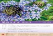 *73— / Scilla peruviana 14-5 Tel: 090-81 18-4505 Contact to ...shikiflower.com/flowers/upimg/hoshino_sonata.pdf*73— / Scilla peruviana 14-5 Tel: 090-81 18-4505 Contact to us e-mail: