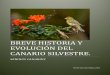 EVOLUCIOÓN DEL CANARIO SILVESTRE. · las claves de la colonización biológica de Canarias, y pasemos a la avifauna isleña, y especialmente a su representante más famoso, el “serinus