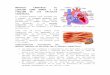 fisiologiajaquihome.files.wordpress.com · Web viewEl corazón humano está formado por 2 bombas: un corazón derecho, que recibe sangre de los tejidos periféricos y bombea sangre