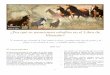 ¿Por qué se mencionan caballos en el Libro de Mormón?...diferentes en el viejo mundo. Relevante para el asunto de los caballos en el Libro de Mormón es la confusión lingüística