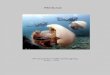 Medusas - CAUMAS...2015/03/03  · La medusa Turritopsis Nutricula es una diminuta criatura de apenas medio centímetro que lleva mas de una década dejando perpleja a toda la comunidad